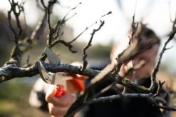 Loewe Löwe-skær Nr. 10 -Stihl Butik 64 156 4 1280x1280