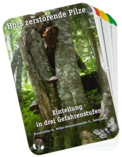 Træsvampe - Svampe, Som ødelægger Træ