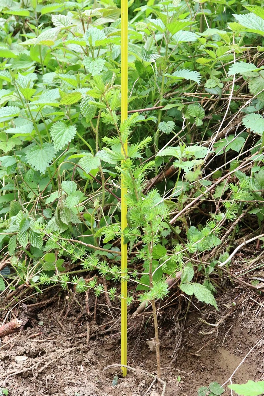 Fiberglas Plante & Markeringsstok 3 Fiberglas Plante & Markeringsstok