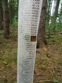 Økologisk Buck-vækstrør Bucksrør