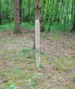 Økologisk Vækstrør Treeshirt økologisk