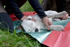 Hunderedningstæppe -Stihl Butik 82 439 4 j19 1280x1280