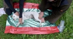 Hunderedningstæppe -Stihl Butik 82 439 5 j19 1280x1280