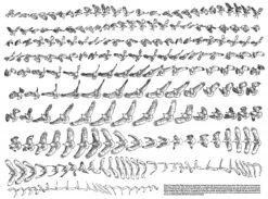 Tegninger Af ørne -Stihl Butik B 11 390 b 1280x1280