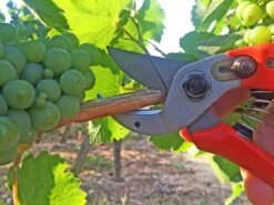 Loewe Löwe Nr. 15 Amboltsaks -Stihl Butik B 64 152 3 j16 1280x1280