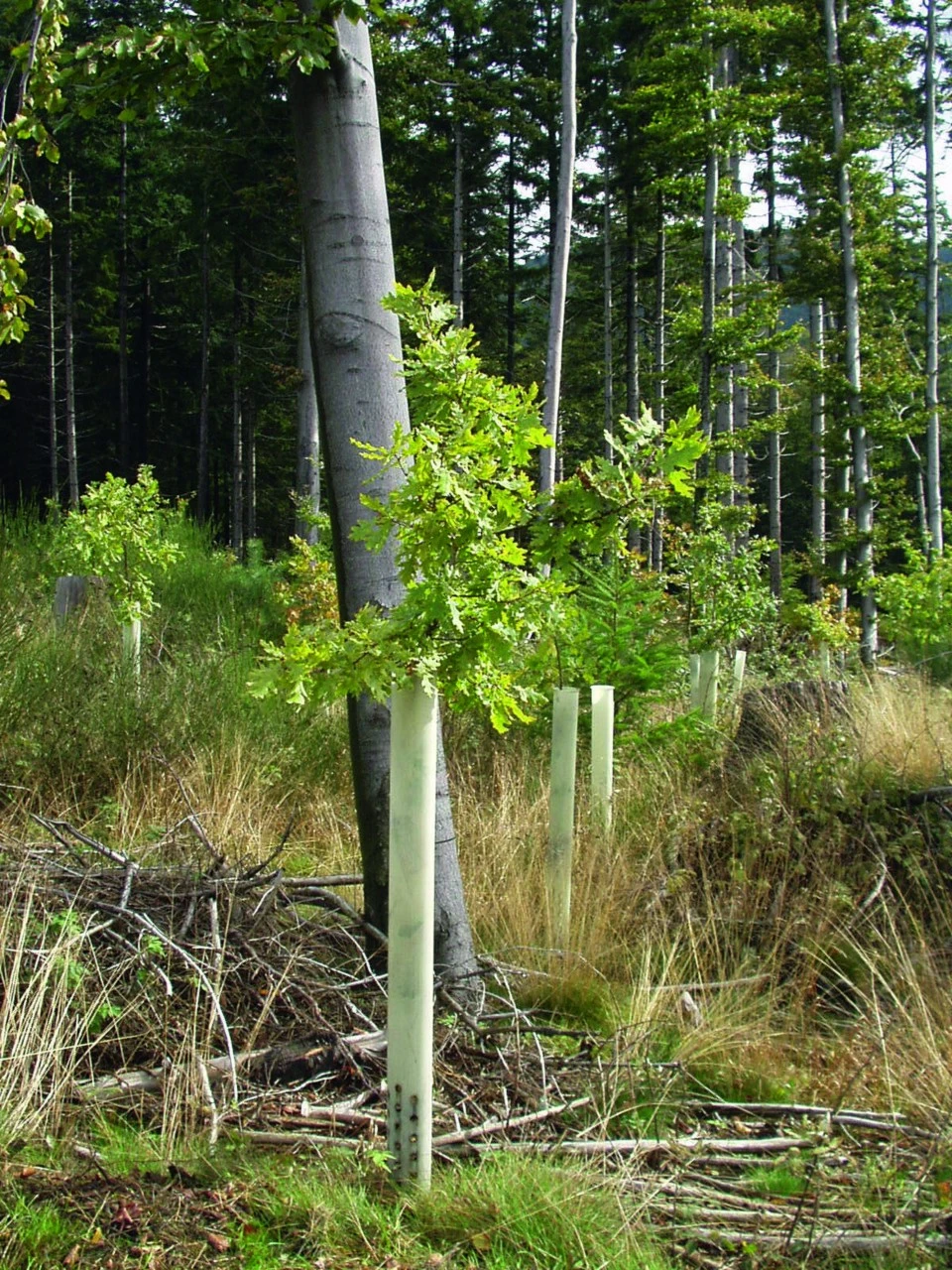 Tubex Vækst Og Beskyttelsesrør Ventex 5 Tubex Vækst Og Beskyttelsesrør Ventex - Billede 3