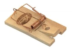 Rottefælde Af Bøgetræ