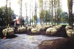 Gefa Forankring Til Rodklumper Til Tilplantning Af Bygninger