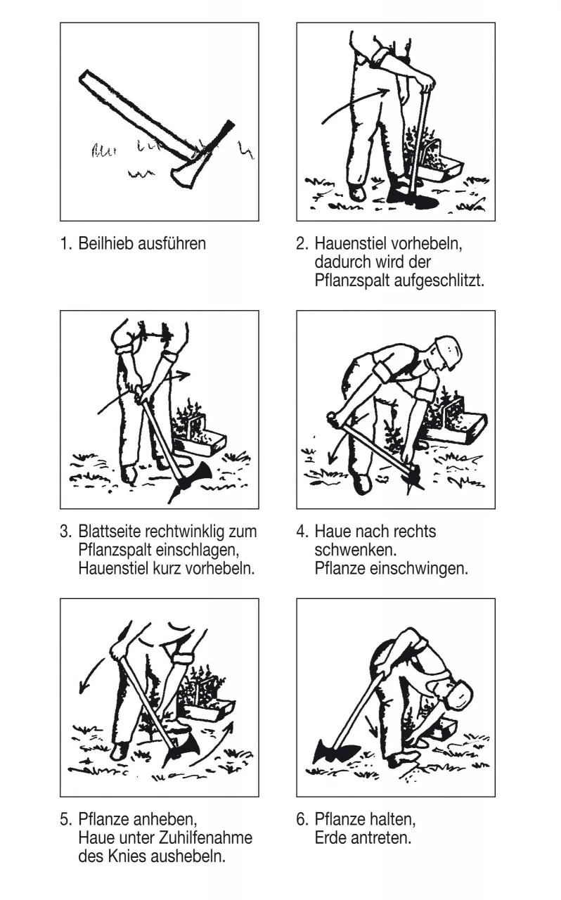 Oval Wiedehopfhakke 5 Oval Wiedehopfhakke - Billede 3
